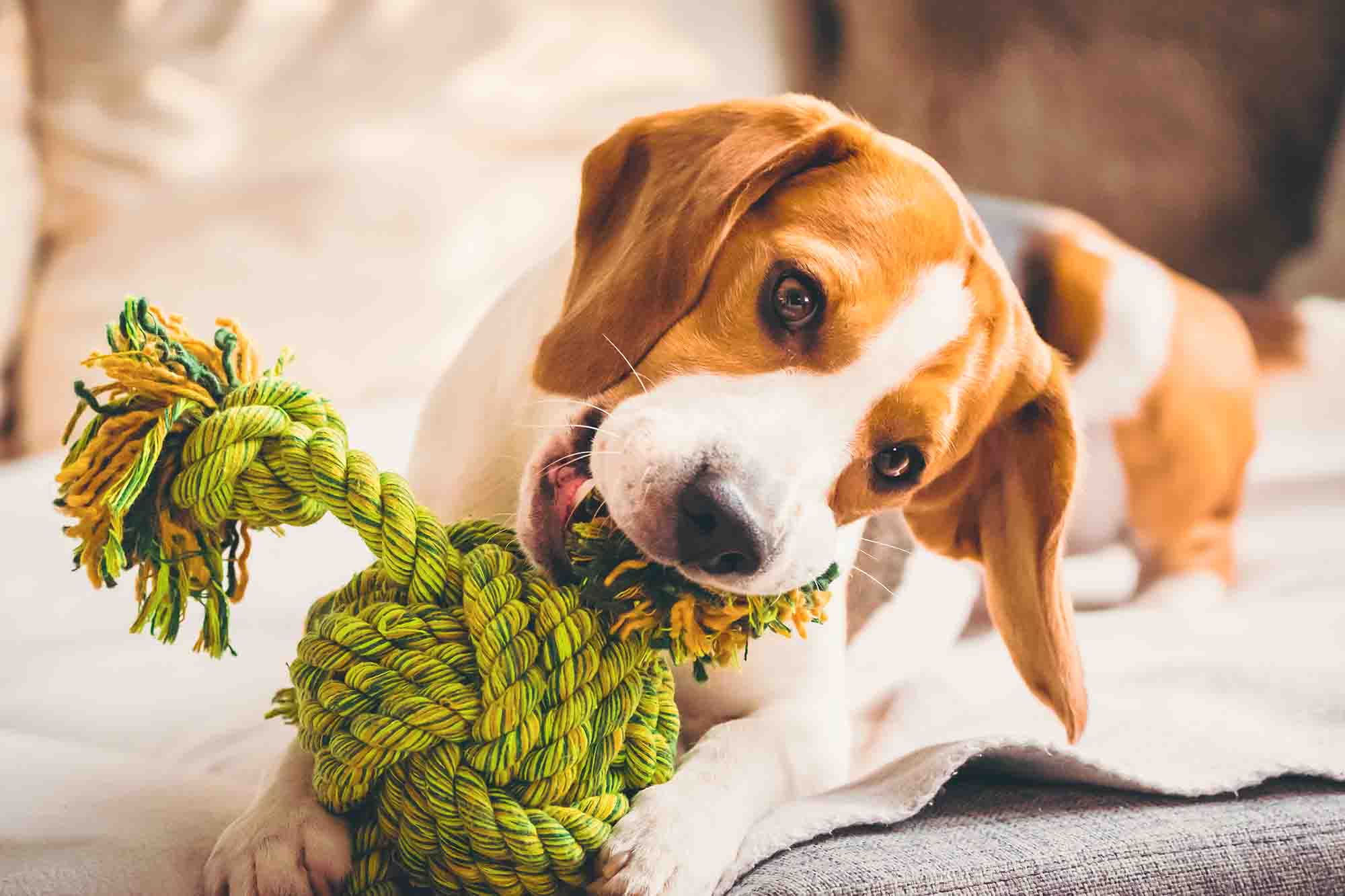 Cómo limpiar los juguetes para perro: consejos prácticos - Pinna the corgi
