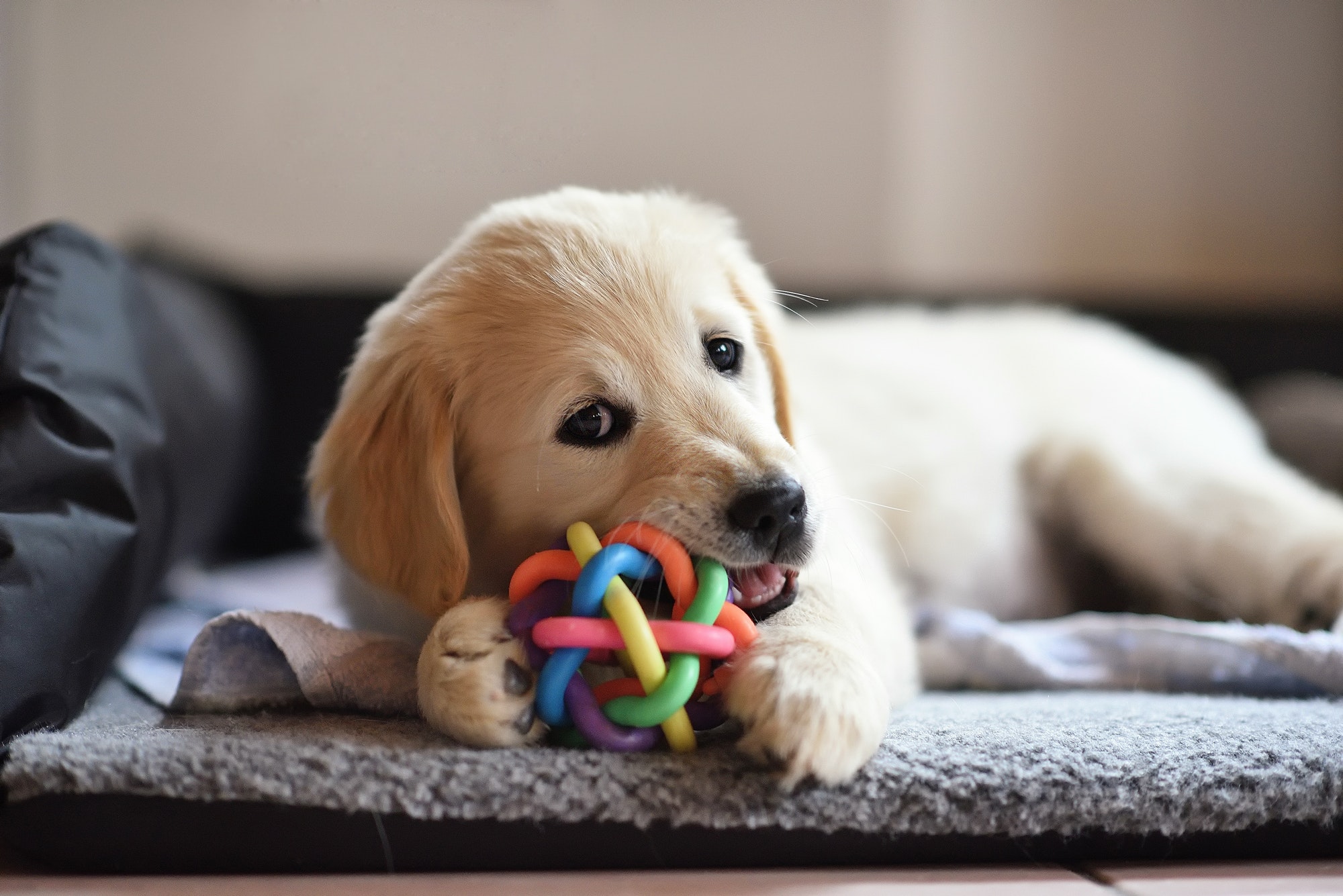 golden-retriever-dog-puppy-playing-with-toy.jpg